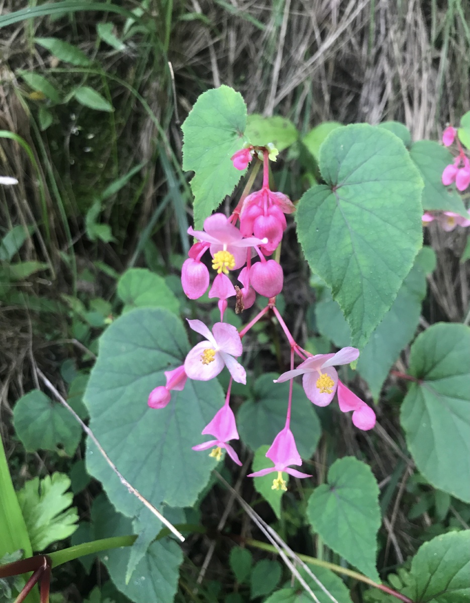 相思草,断肠草的别名,表明它深谙爱情之味;心叶心花,正好可寓意心心相
