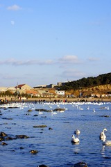 _DSC3375_conew1
