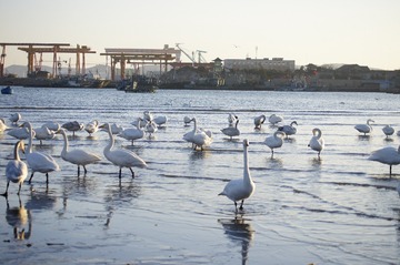 _DSC3406_conew1