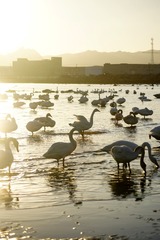 _DSC3410_conew1