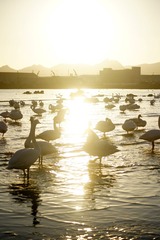 _DSC3412_conew1