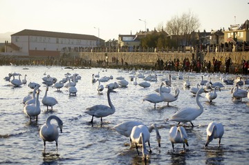 _DSC3418_conew1