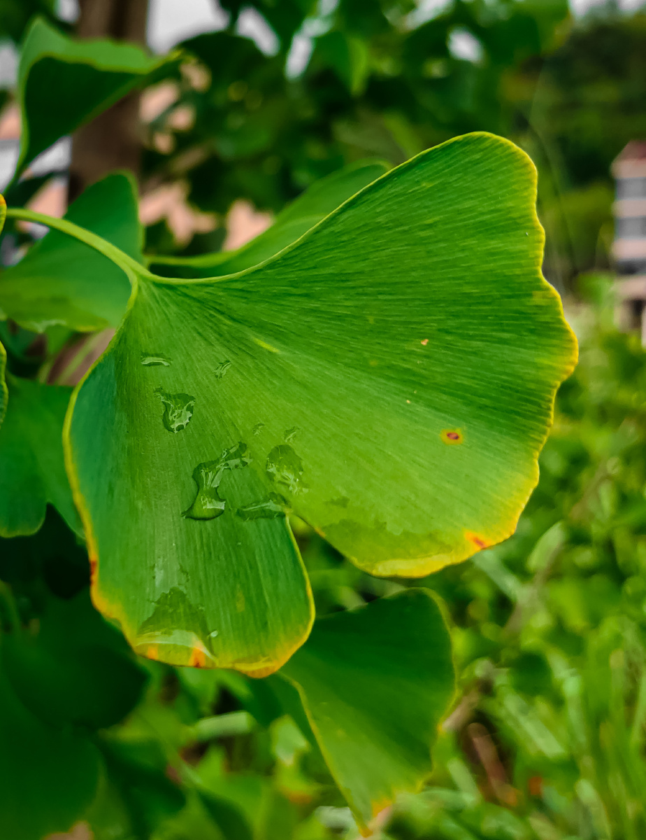 银杏树上银杏叶73