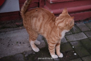 161159