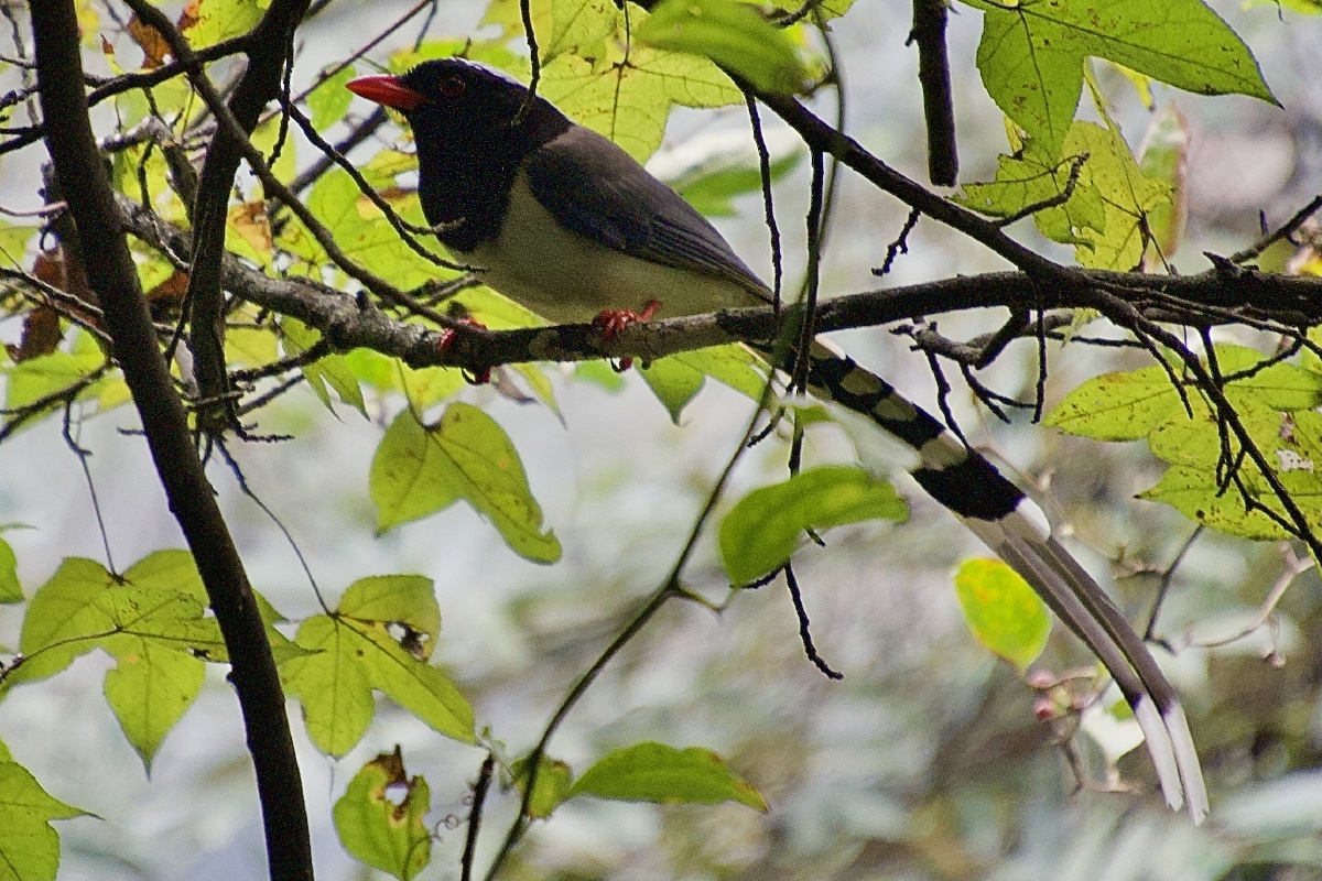 长沙路遇61鸟集