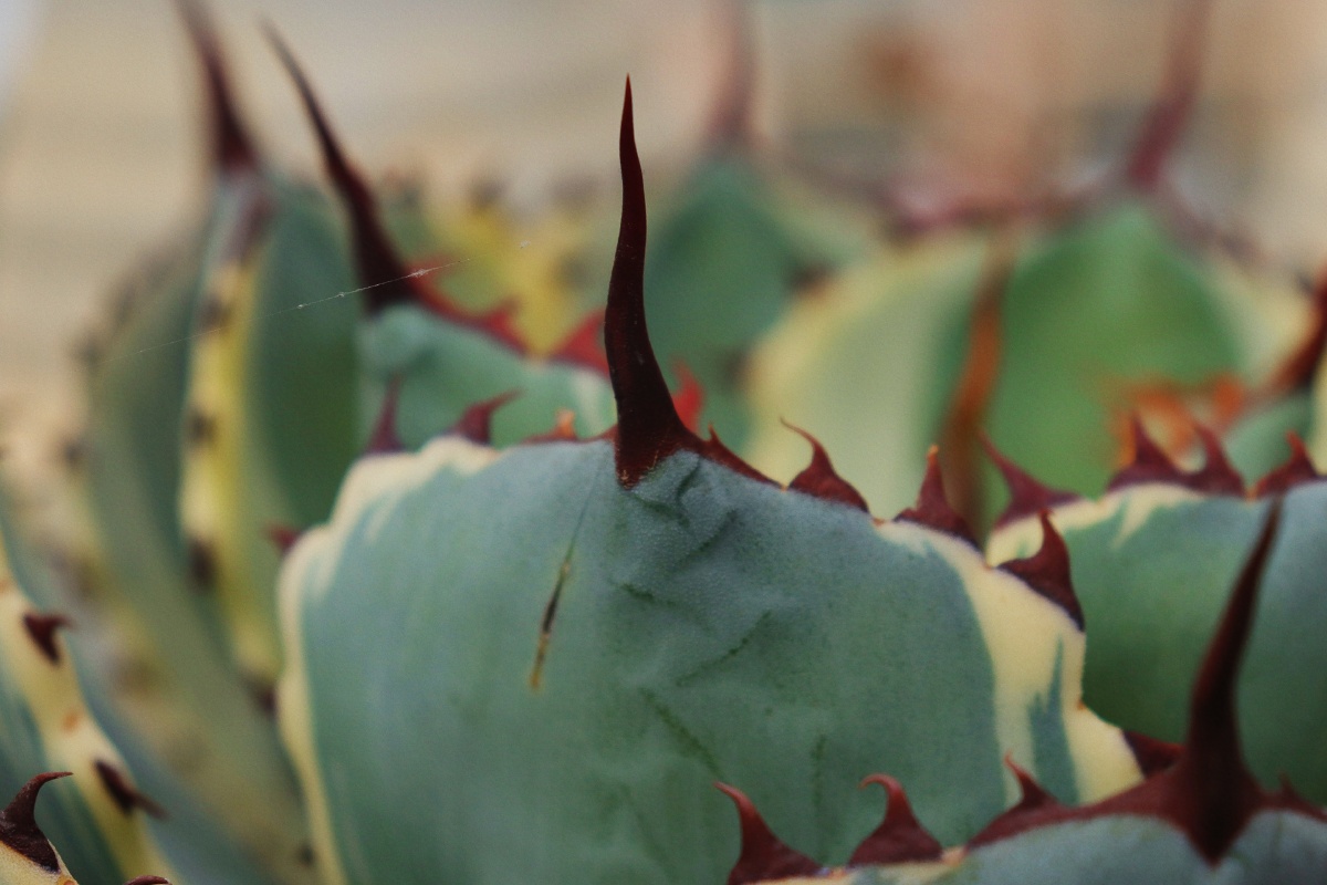 龙舌兰吉祥冠锦