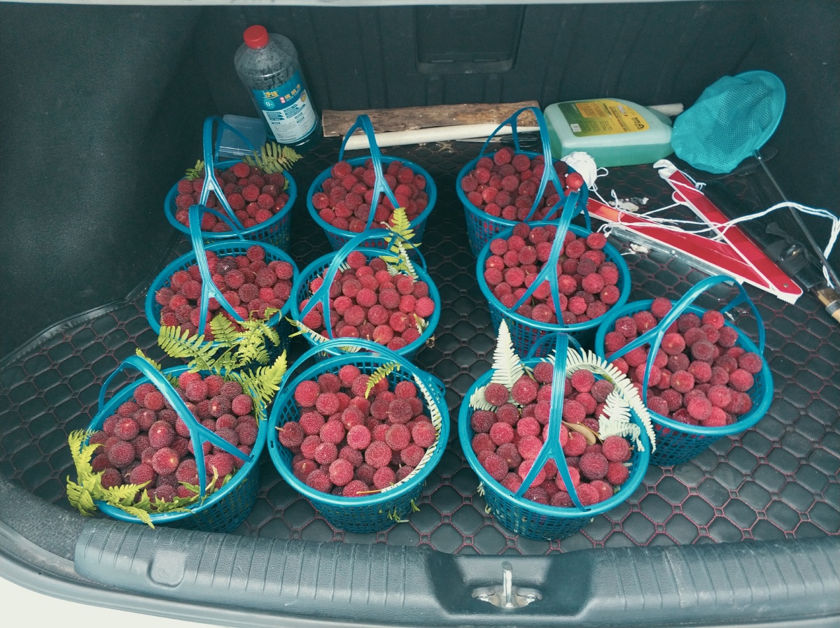 夏天摆摊卖杨梅