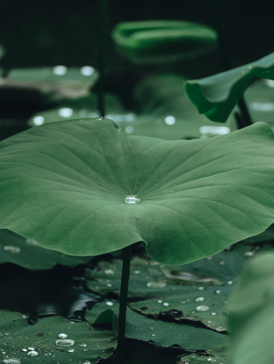 雨后荷叶