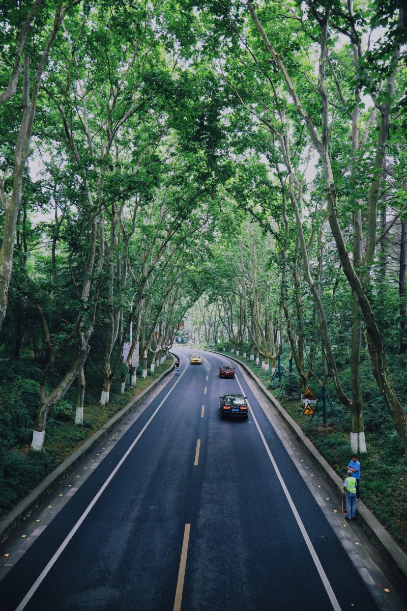 南京梧桐树与路