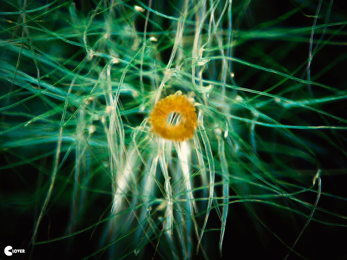 柳树种子特写400倍放大