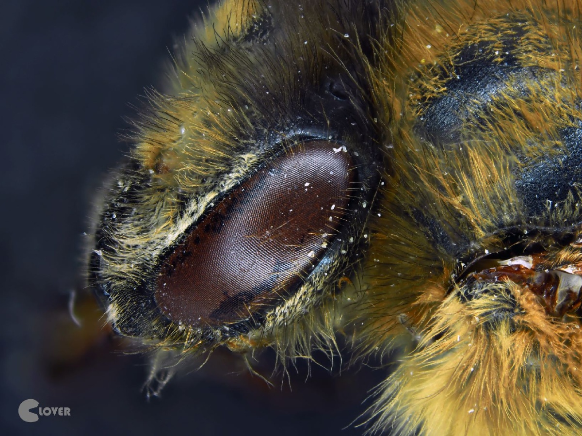 蜜蜂头部特写 5倍放大 - cloverover - 图虫
