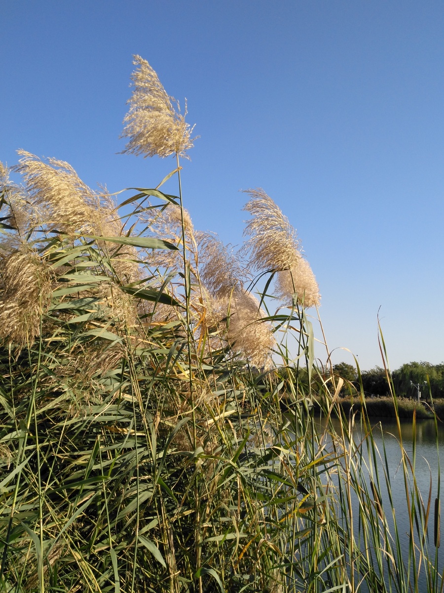 秋天的芦苇