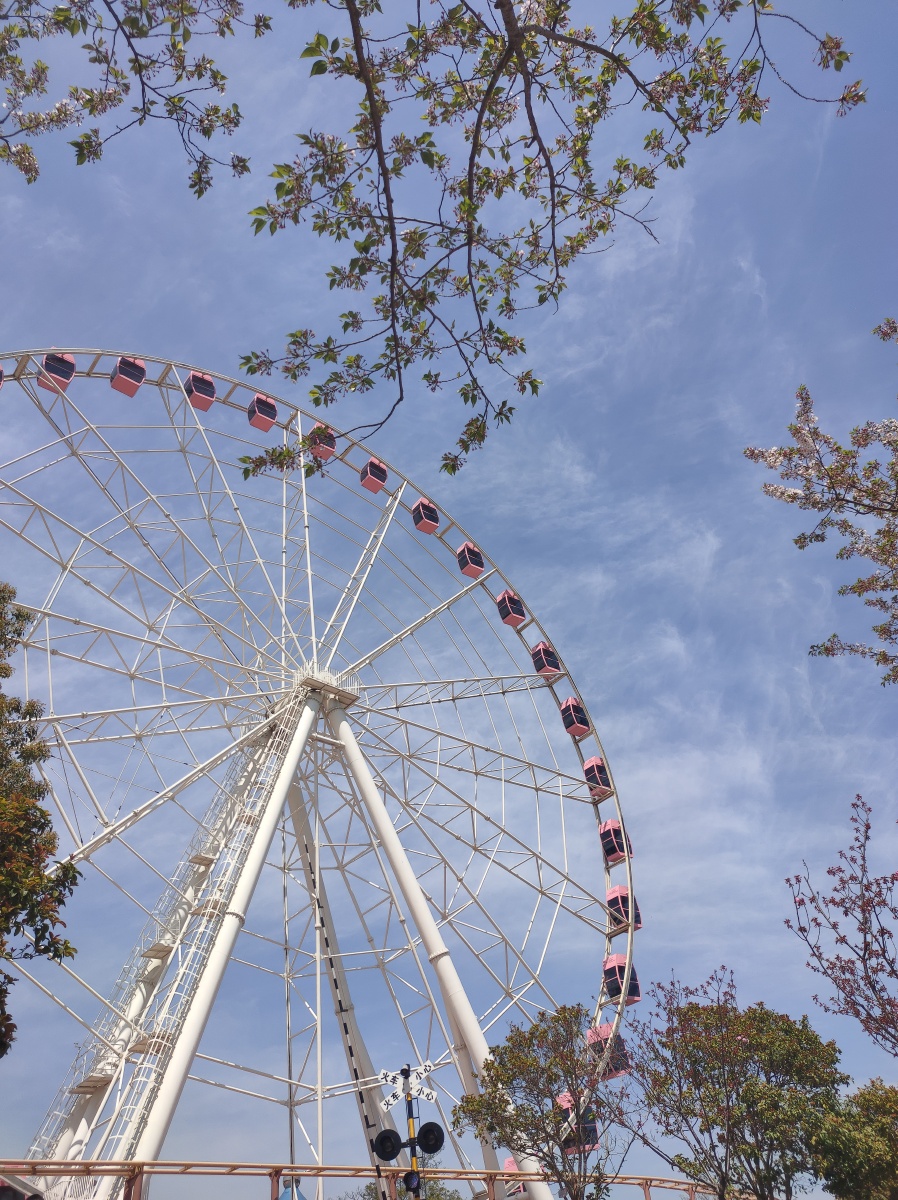 樱花中的摩天轮