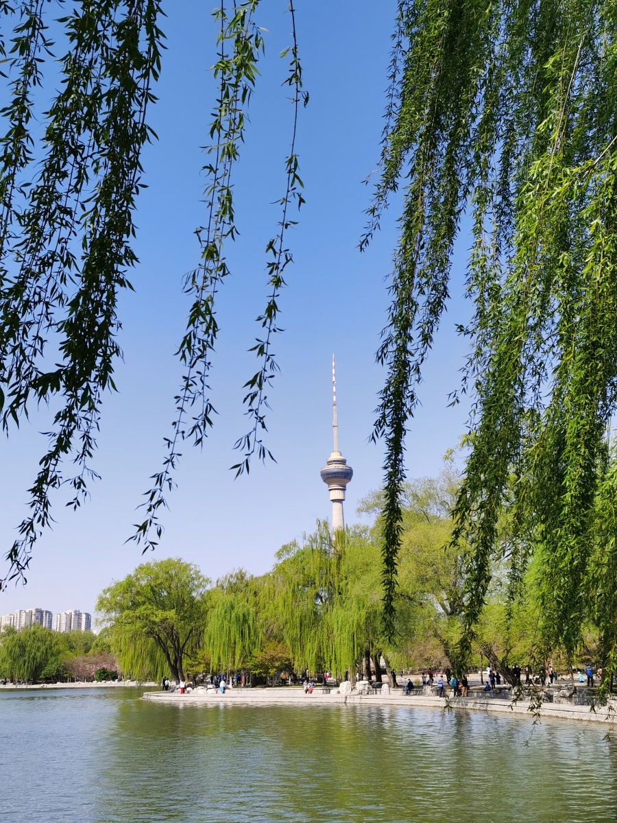 春风杨柳青青翠,抗疫战报频频传!