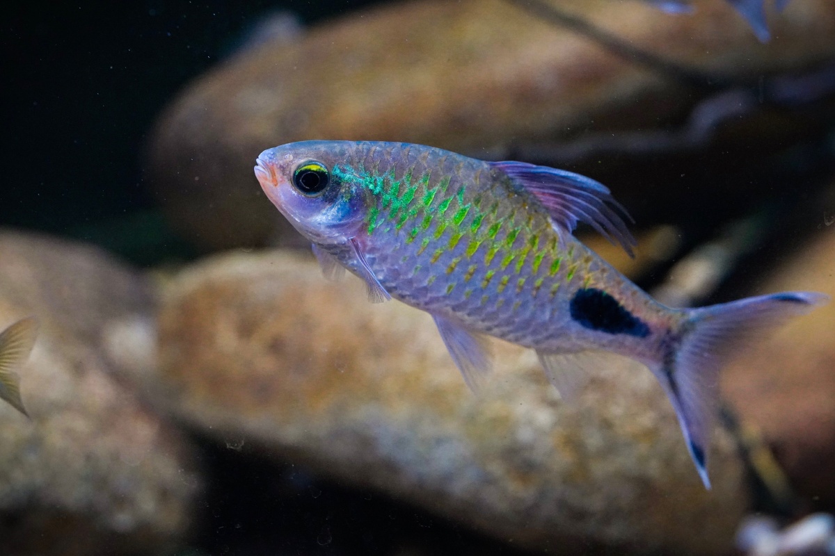 雄性紫红两点鲫