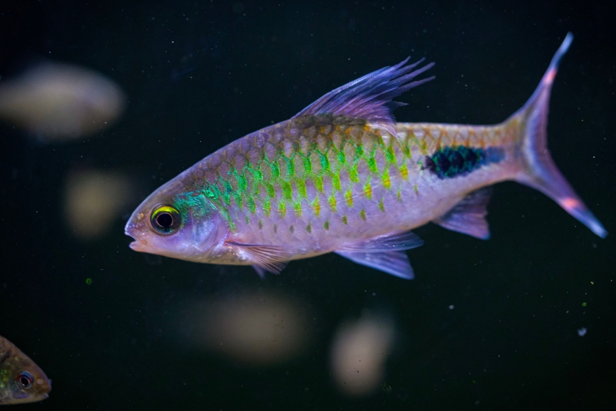 雄性紫红两点鲫