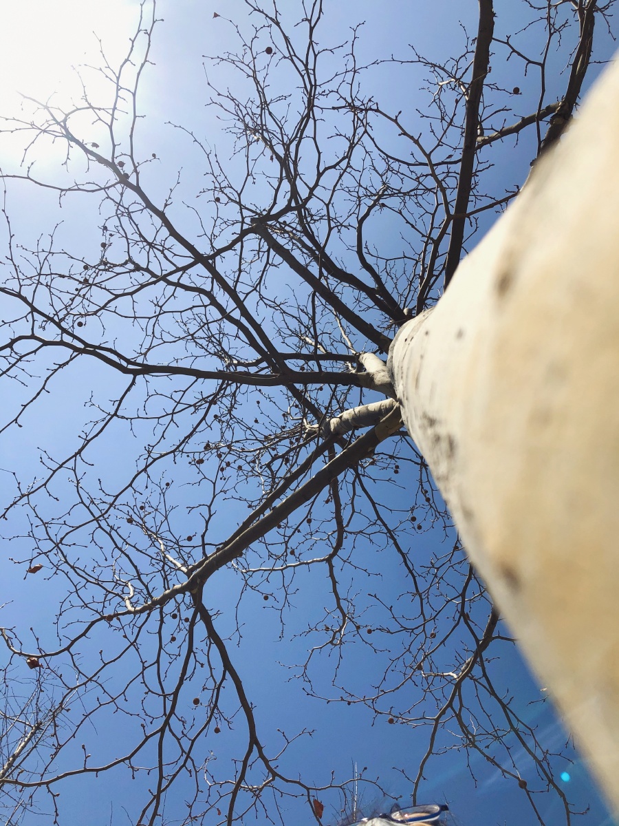 树头新绿未成荫