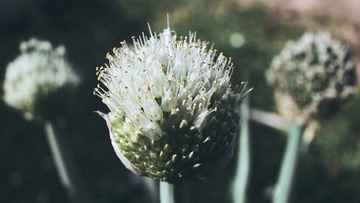 16203