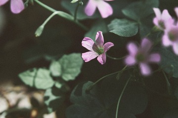 16052