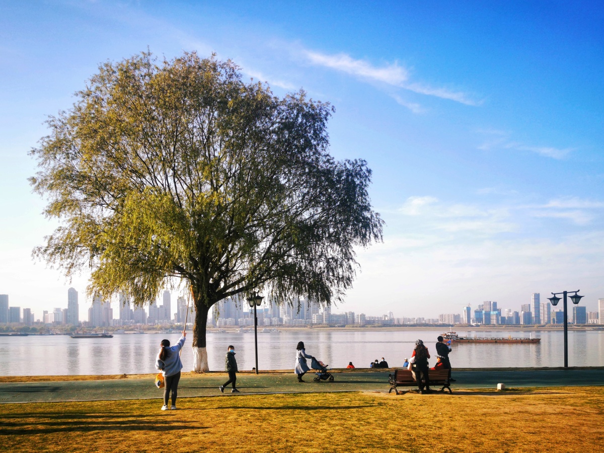 武昌江滩网红孤独树