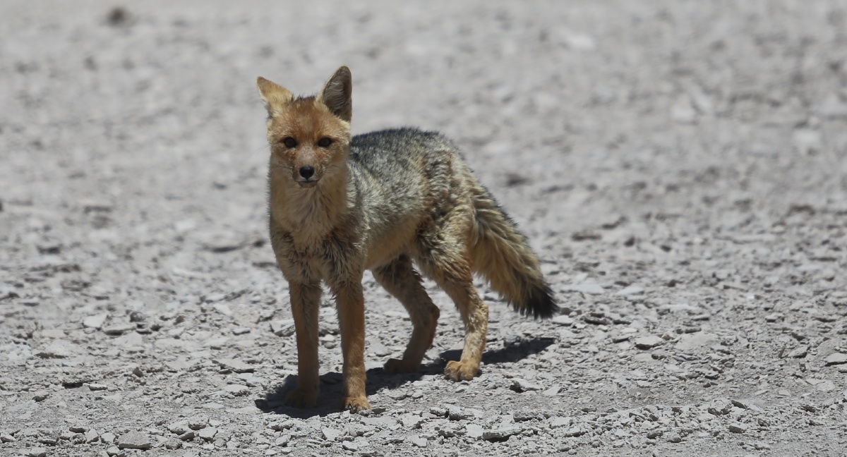 野狐狸,跟我对视五秒钟