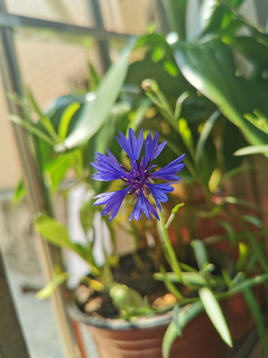 矢车菊的花语单身优雅遇见精致细致温柔可爱