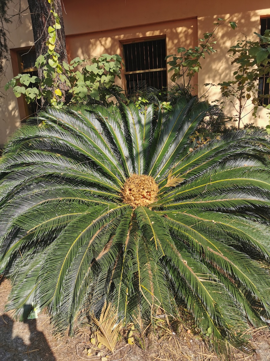 铁树开花