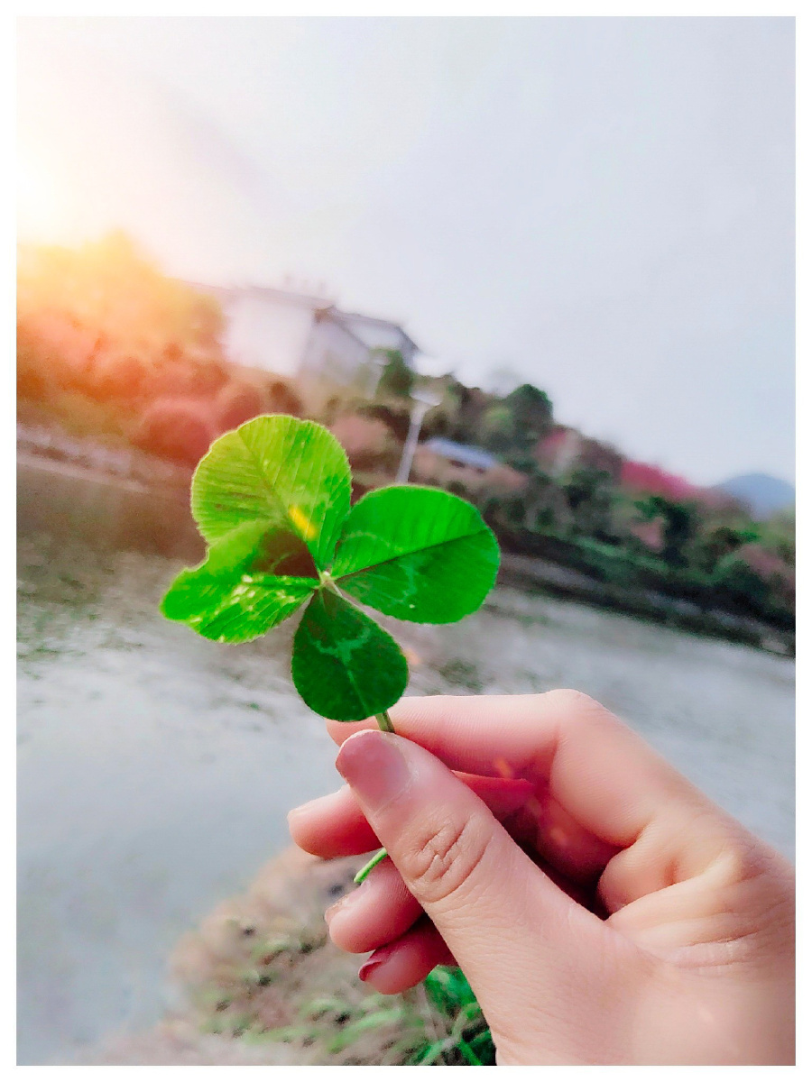 人们总说找到了四叶草就找到了幸福第一叶代表祈祷第二叶代表希望第