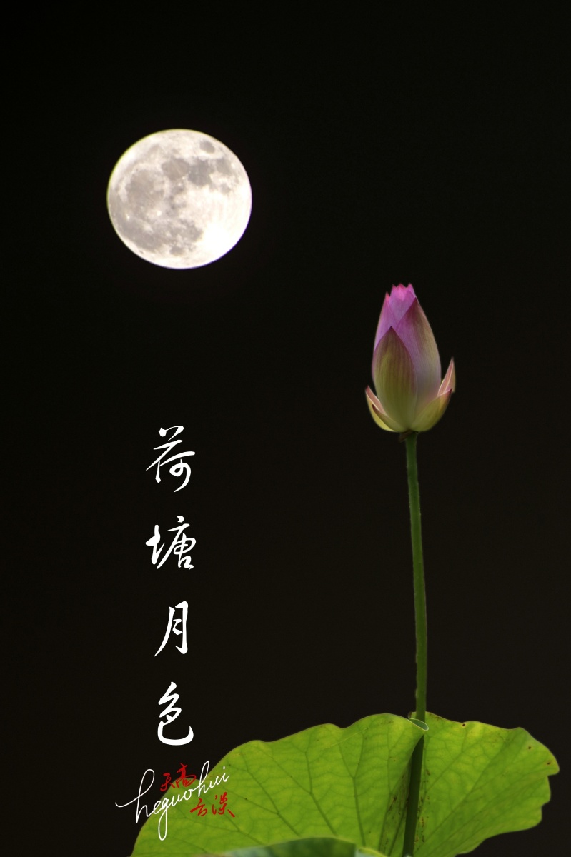 荷塘月色,自然静谥.