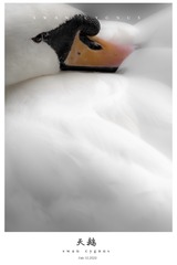 23241