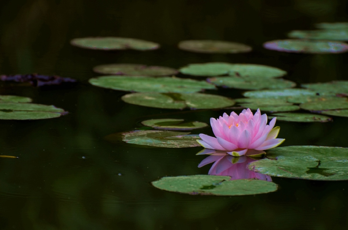 一叶一浮萍一梦一睡莲又是一年莲花开的季节每年这个季节睡莲如期竞相