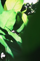 506DF594-74B2-4120-97A0-ECDDDA9C9AF9/L0/001