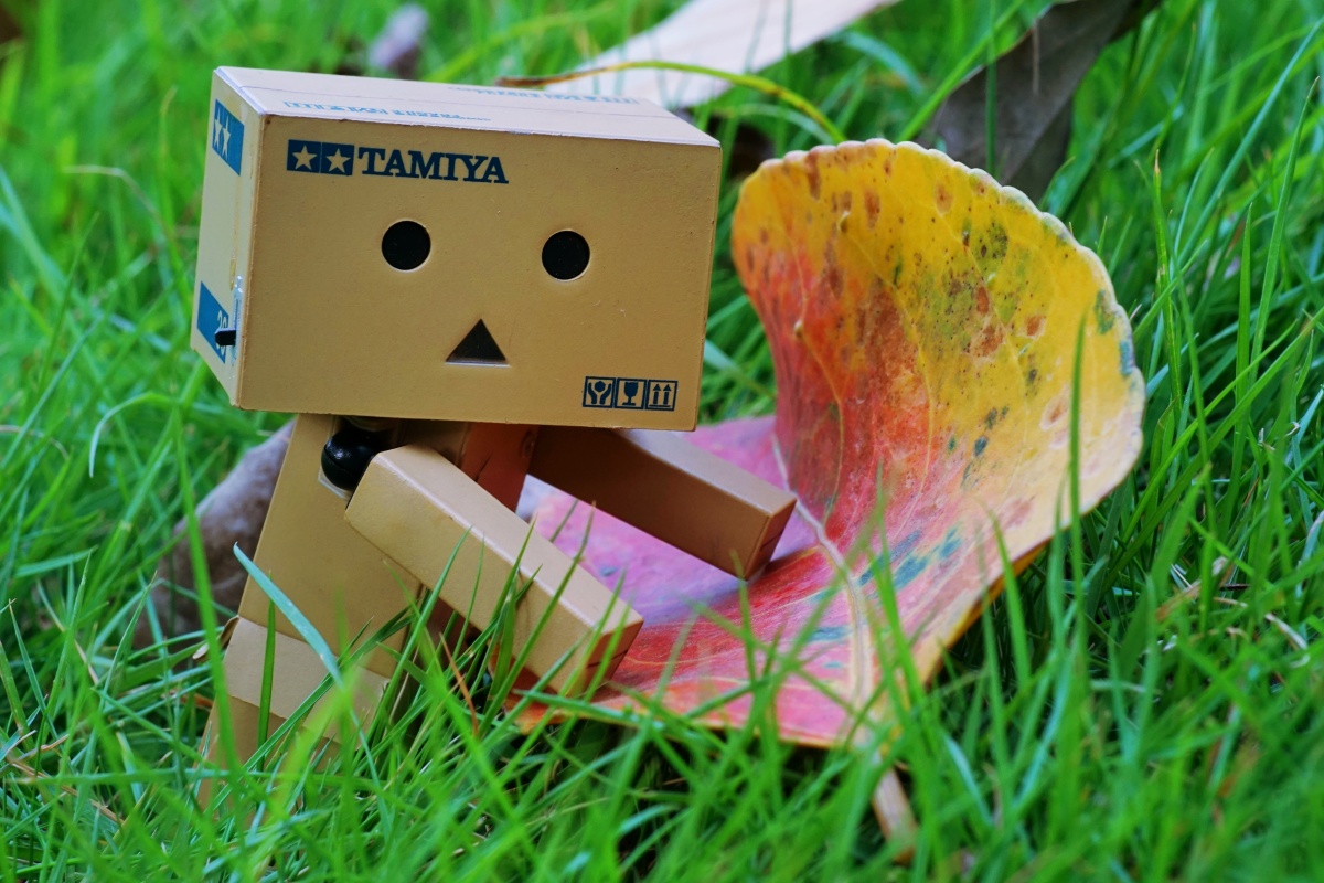 纸盒人阿楞随拍水平欠佳请多包涵