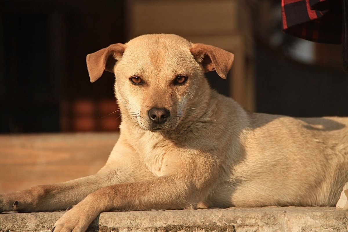 1/1狗犬科动物#小狗可爱#土狗中华田园犬高清宠物哺乳动物宠物表情包