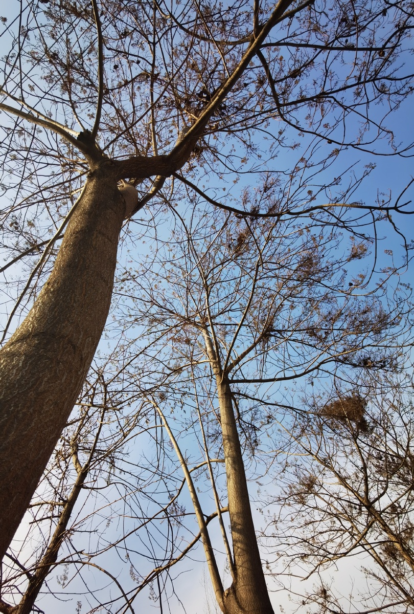 冬天的树 - 爱生活的小小摄影家 - 图虫
