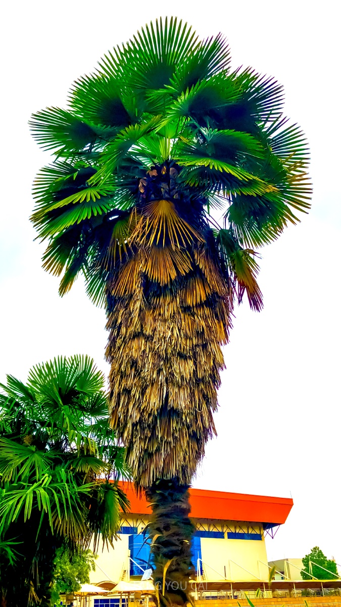 棕榈- 方友才 - 图虫