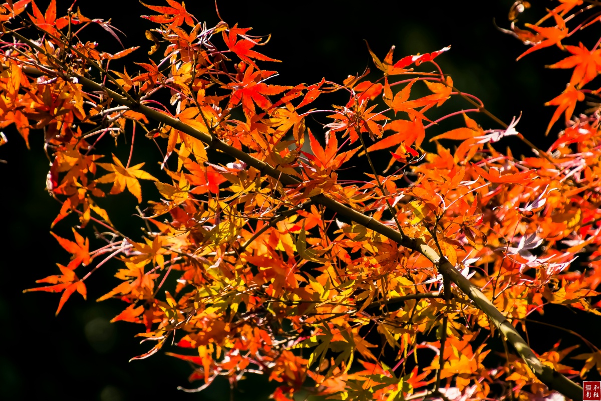 满庭芳枫叶流丹ーー夕日红霞秋景瑰艳尽寒霜色流丹