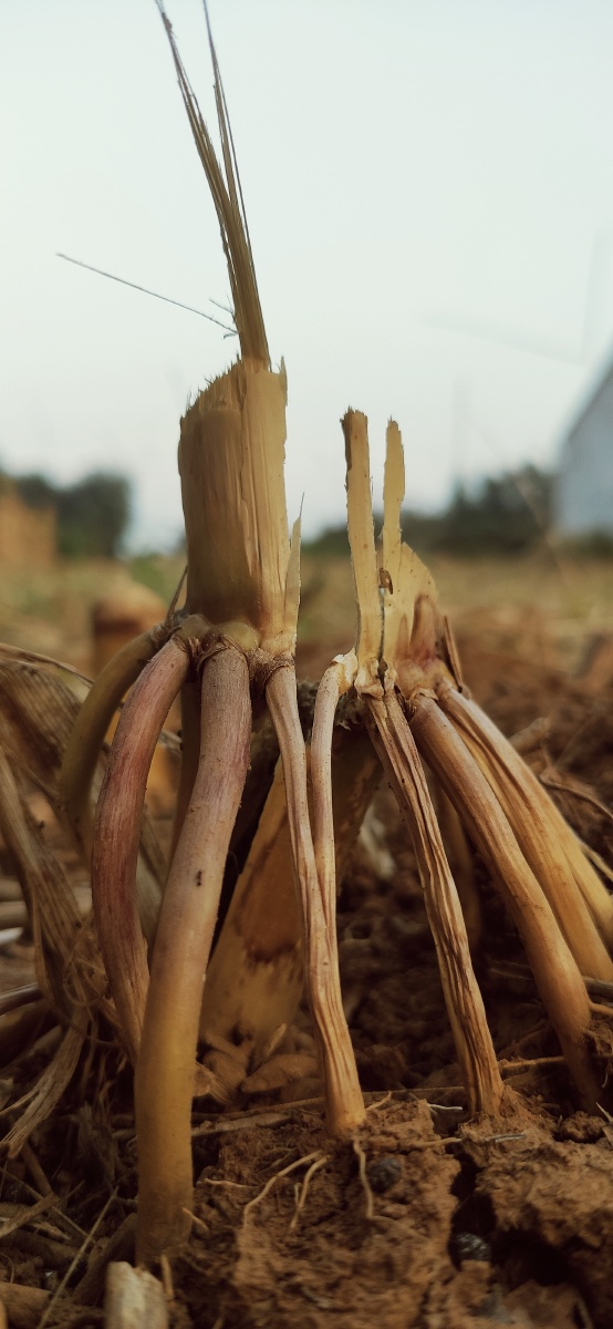 玉米根玉米杆