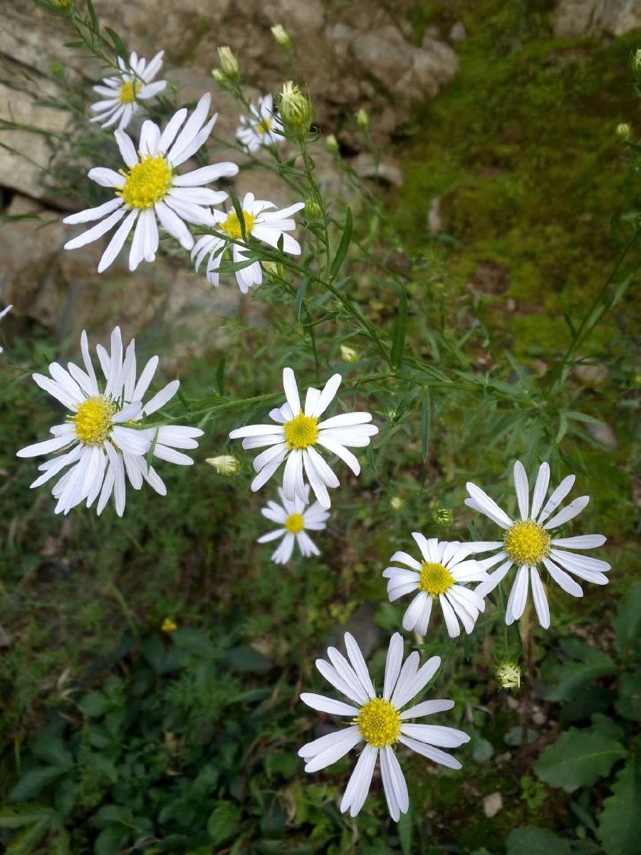 山间的野花,就想在山体存在的精灵,她最是了解这座的美妙,只是偶尔才