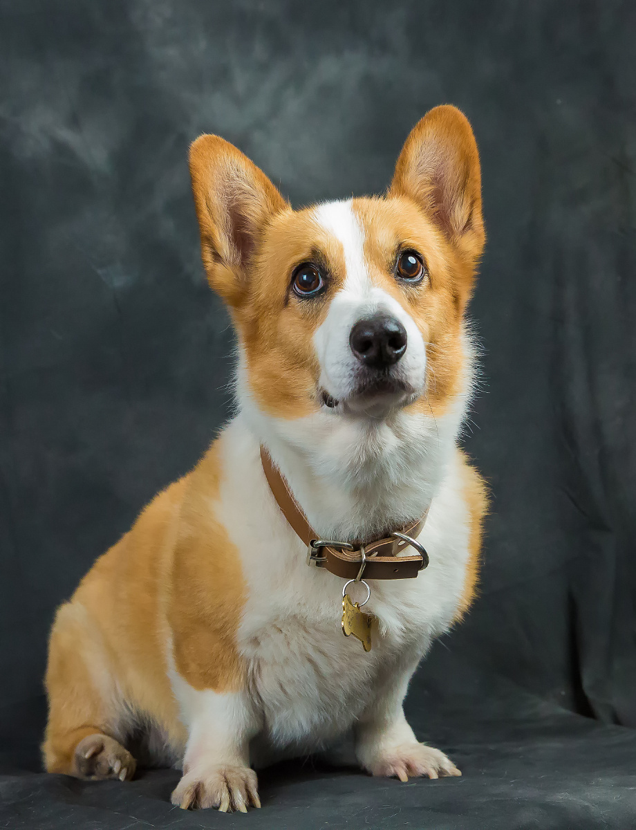 彭布洛克威尔斯柯基犬