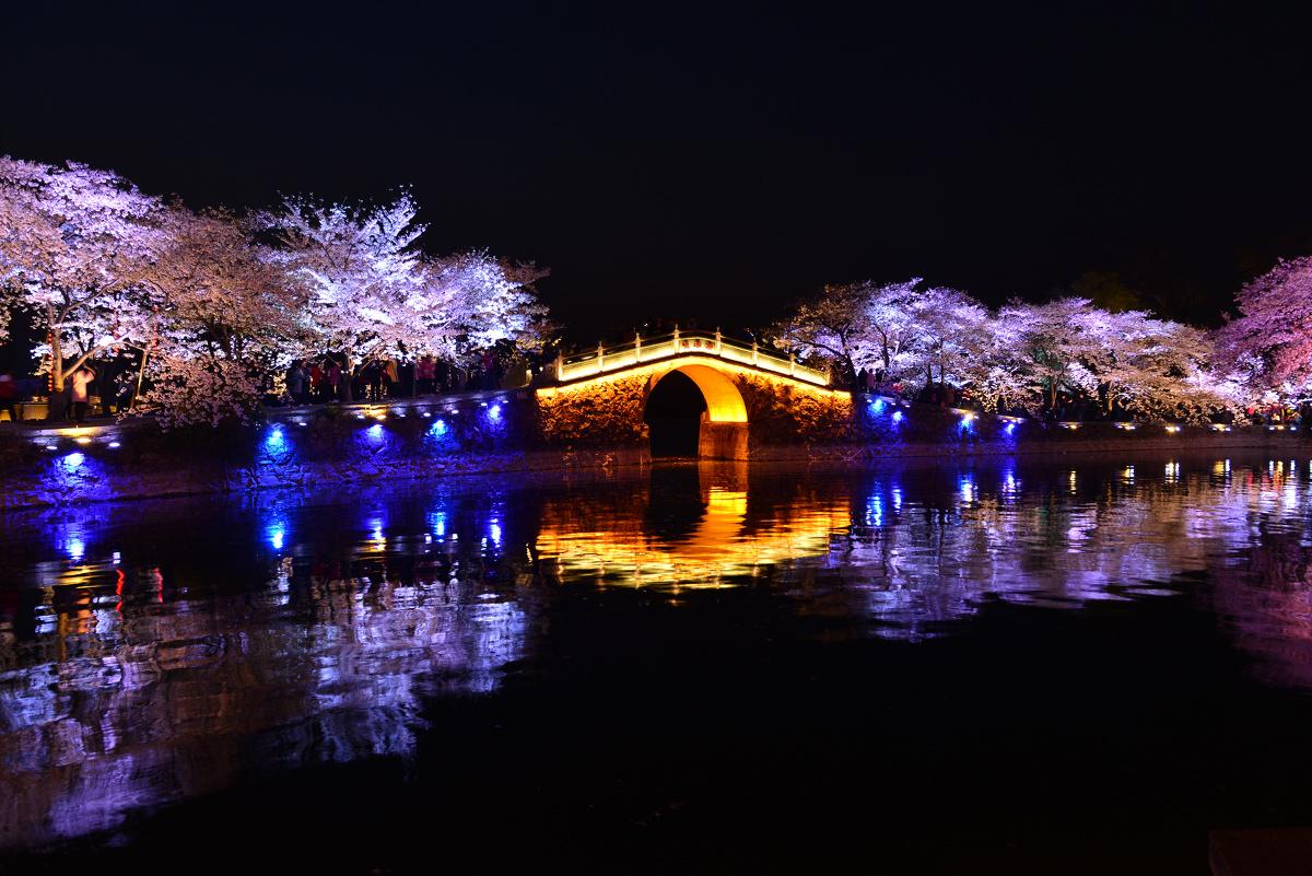 鼋头渚赏夜樱