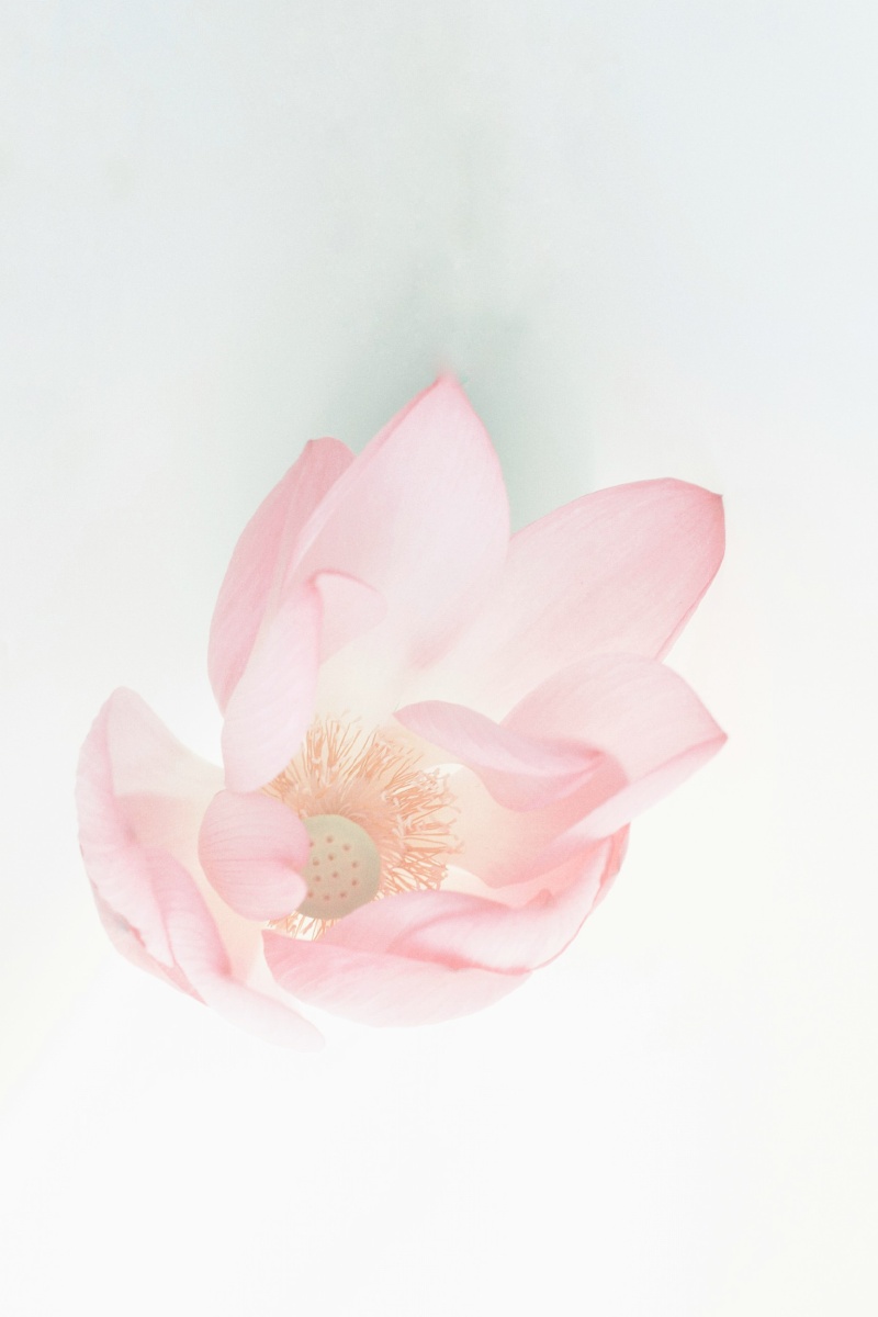 素手把芙蓉虚步蹑太清