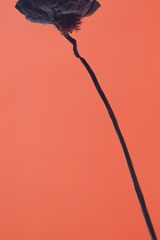1000274507