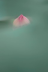 1000274475