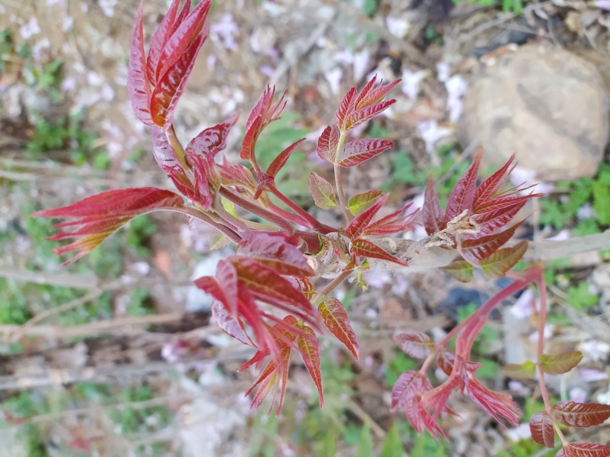 香椿又叫春阳树,椿芽营养丰富,并具芳香气味.