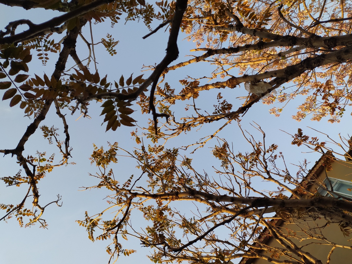 香椿又叫春阳树,椿芽营养丰富,并具芳香气味.