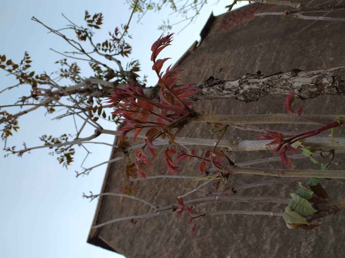 俗语有:雨前椿芽嫩如丝,雨后椿芽如木质;门前一棵椿, 青菜不担心;三月