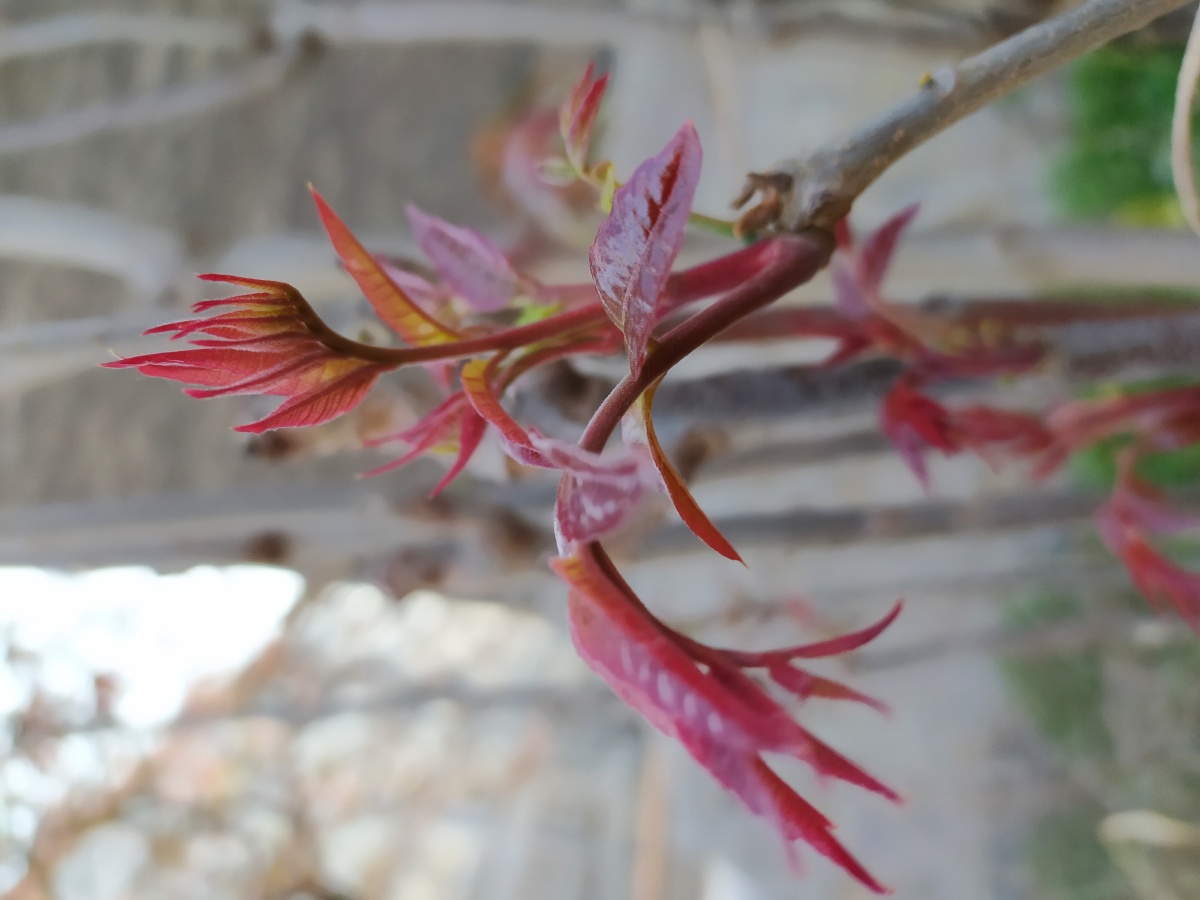 香椿又叫春阳树,椿芽营养丰富,并具芳香气味.