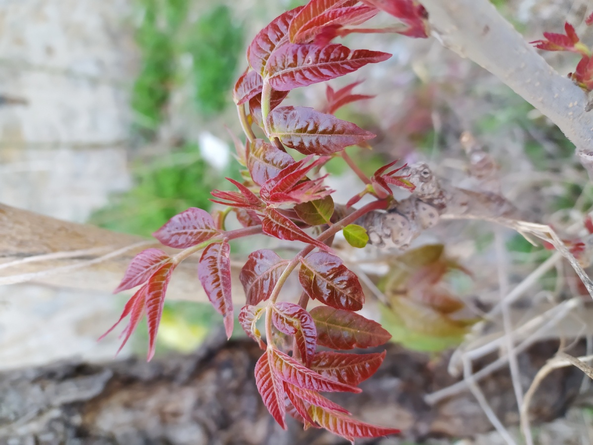 俗语有:雨前椿芽嫩如丝,雨后椿芽如木质;门前一棵椿, 青菜不担心;三月