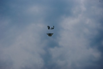 3079525